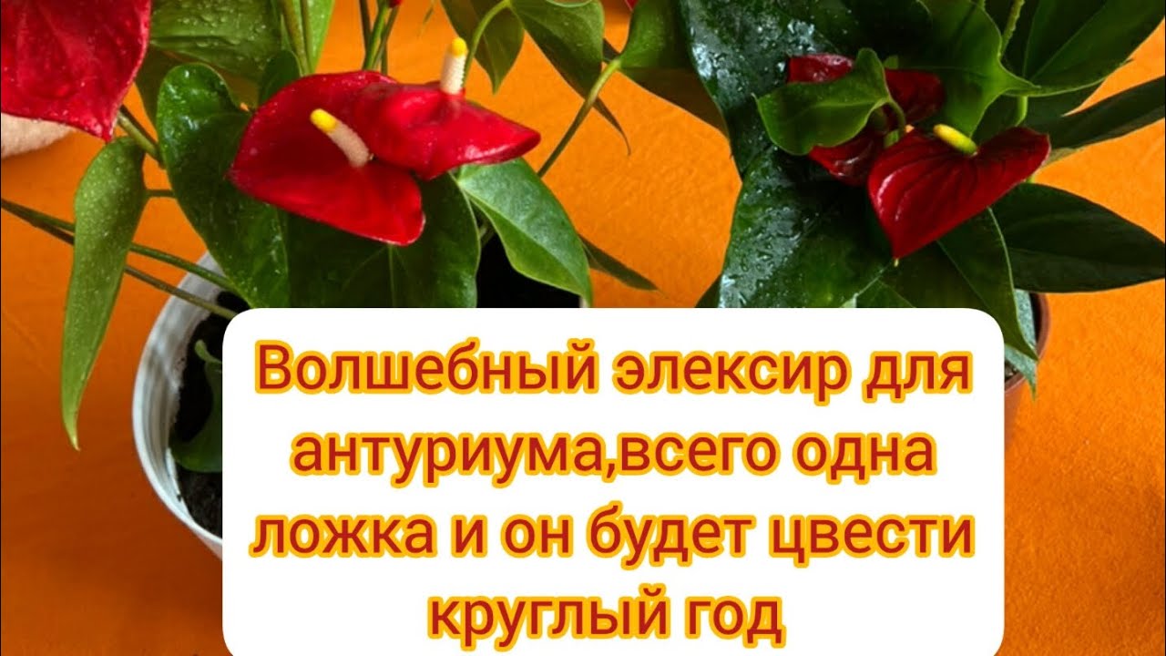 Как правильно подкормить антуриум в домашних условиях