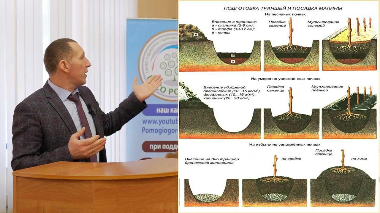 Места произрастания малины обыкновенной