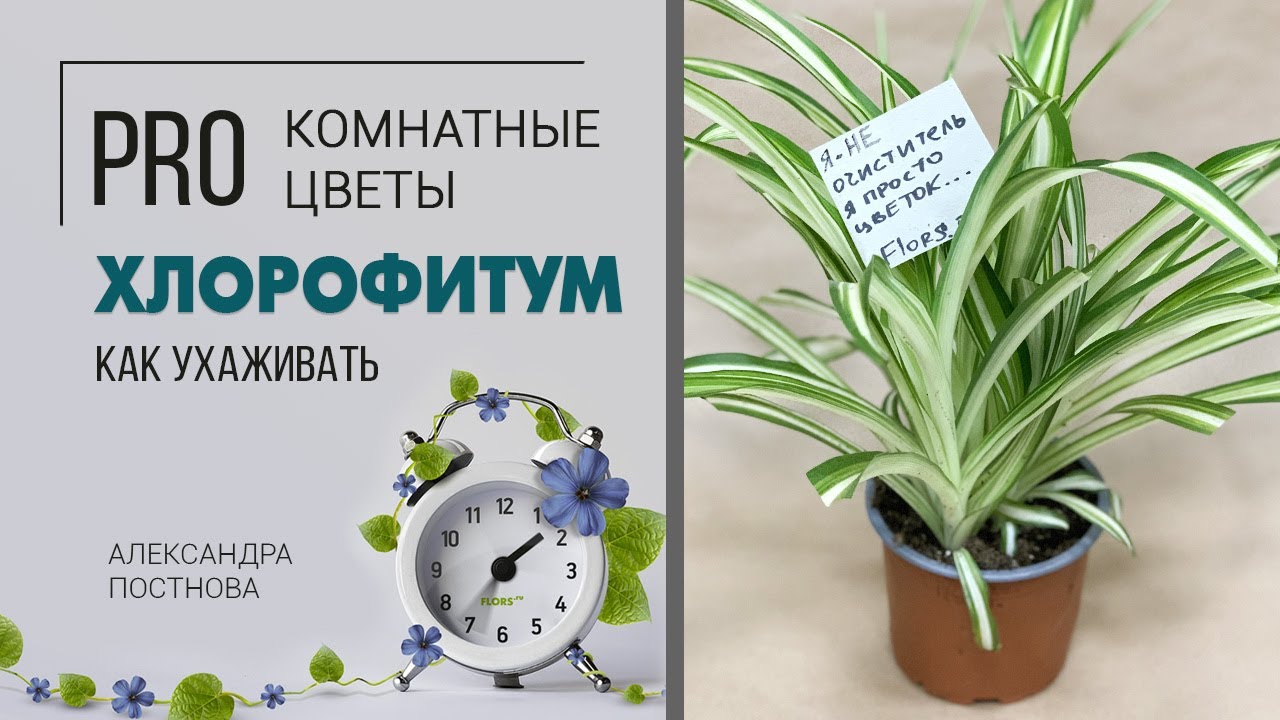 Хлорофитум – удивительное растение для дома