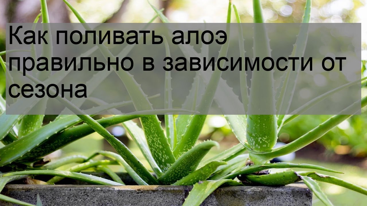 Оптимальная частота полива алоэ на подоконнике – рекомендации для домашних условий