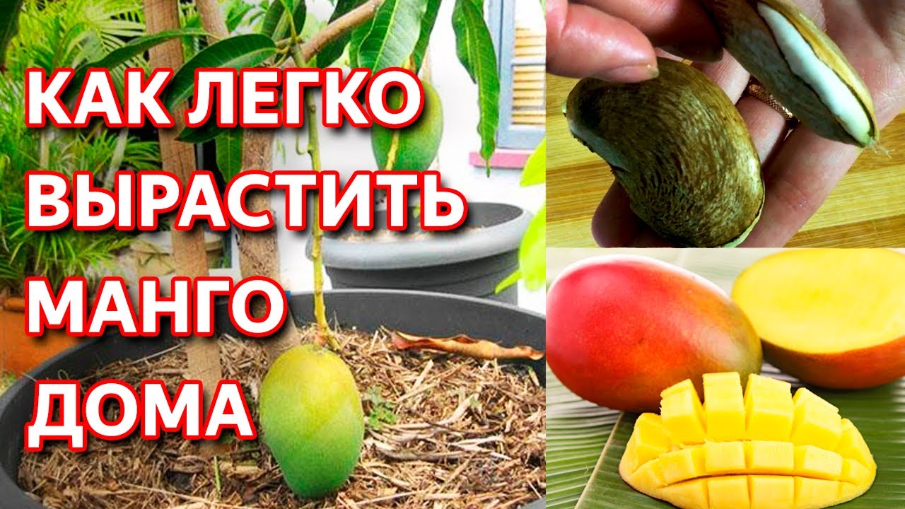 Как вырастить манго из косточки – подробная инструкция