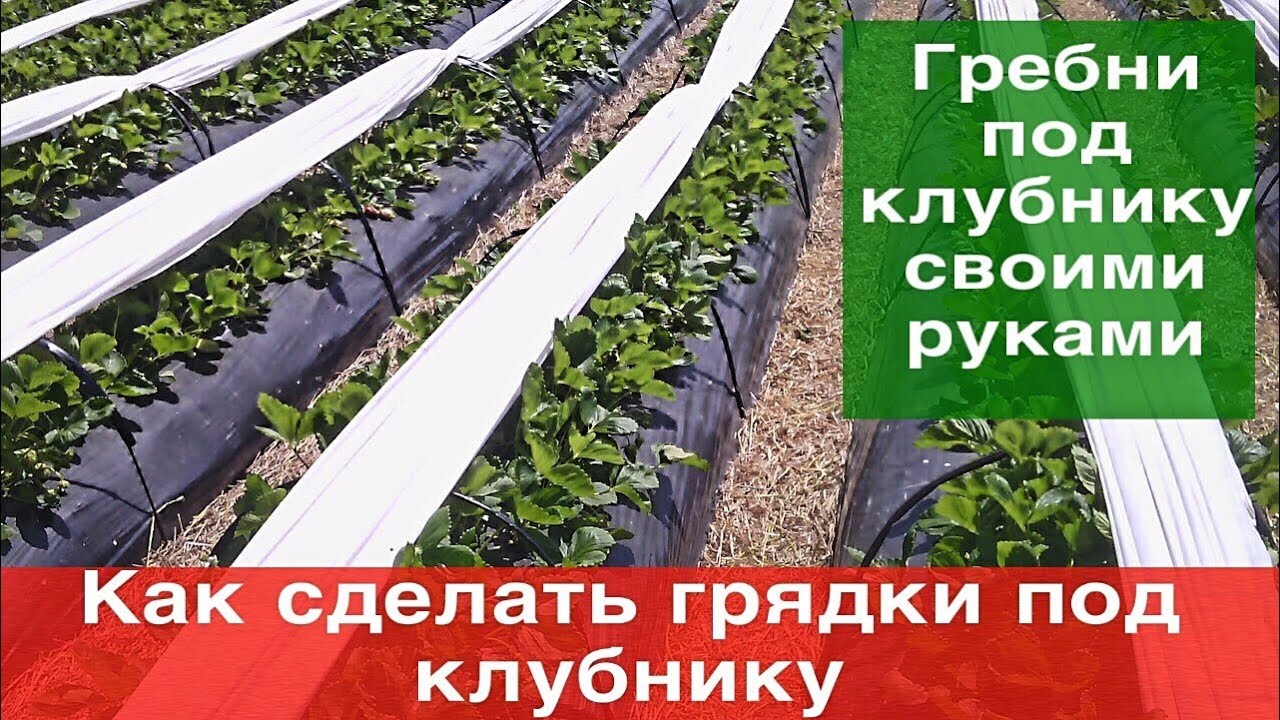 Как создать идеальную грядку для клубники