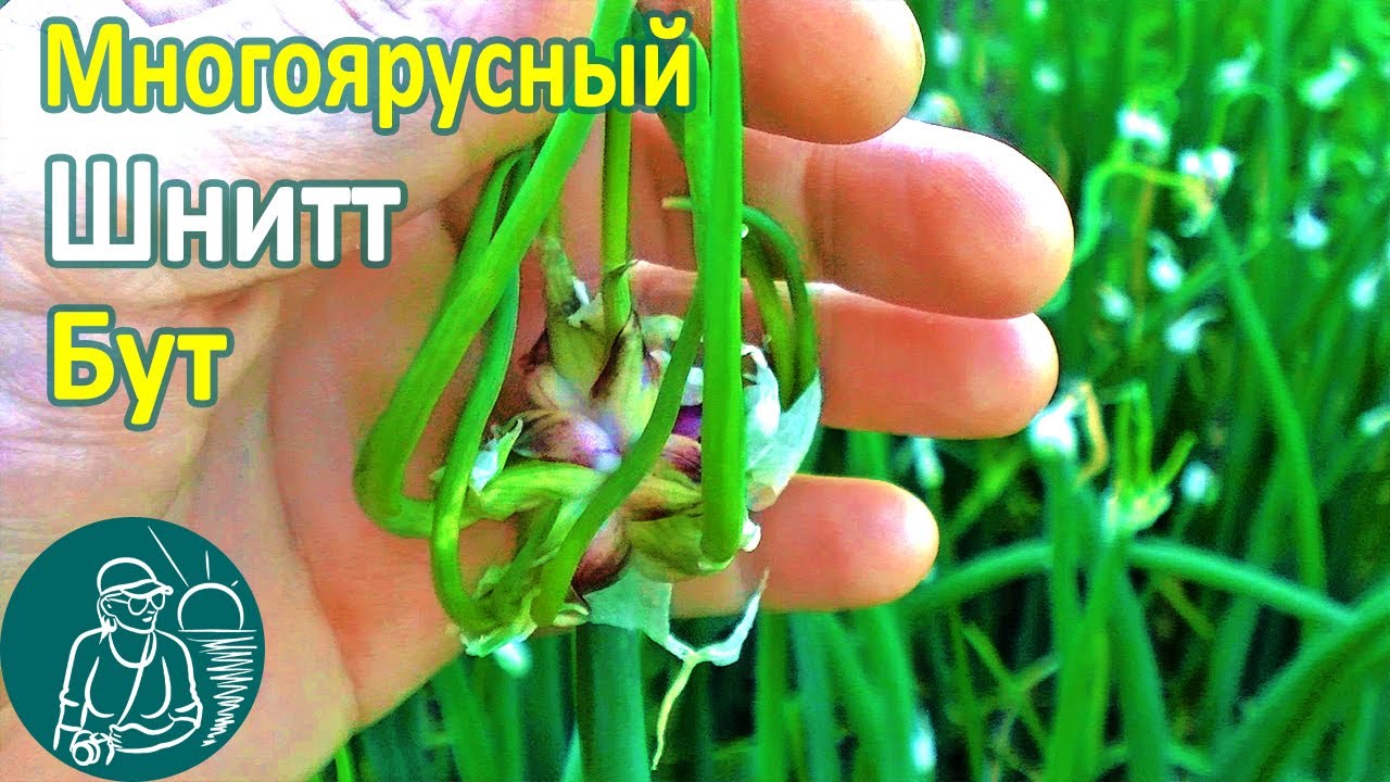 Процесс цветения лука – как это происходит