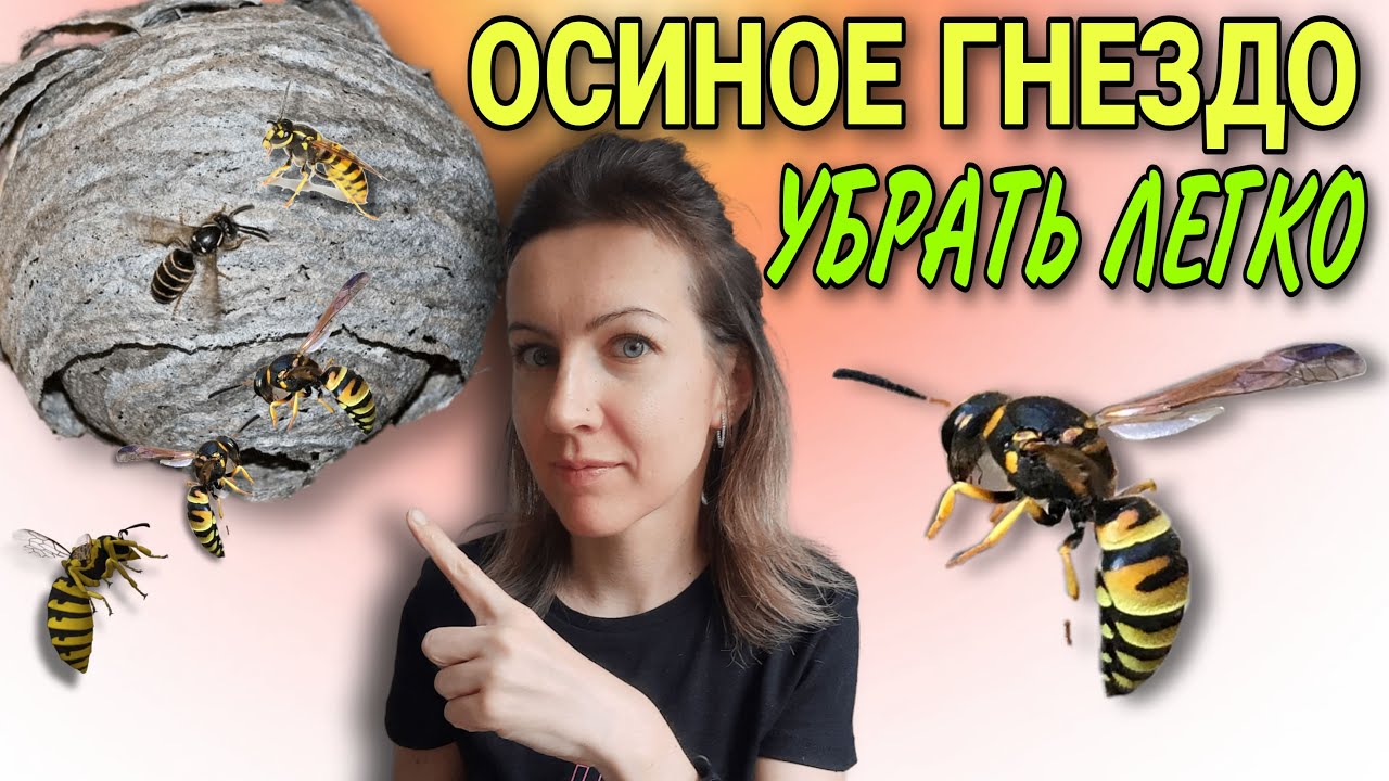 Как безопасно убрать осиное гнездо с осами