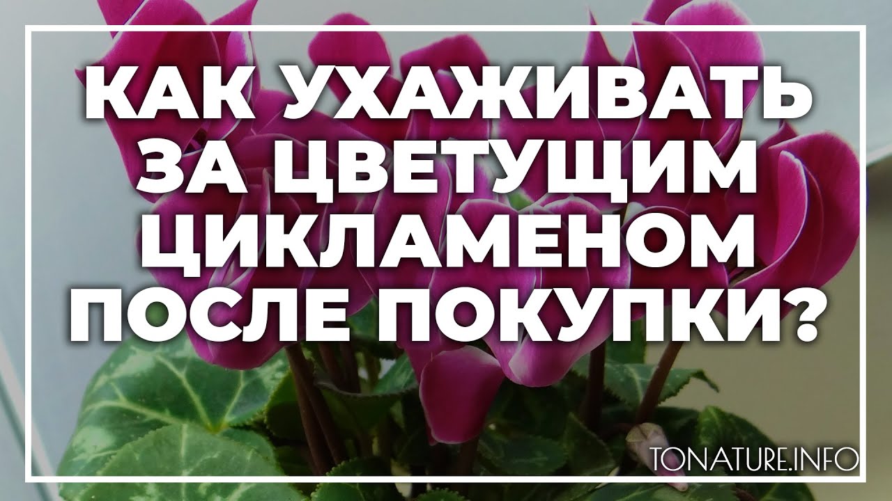 Секреты ухода за цветущим цикламеном