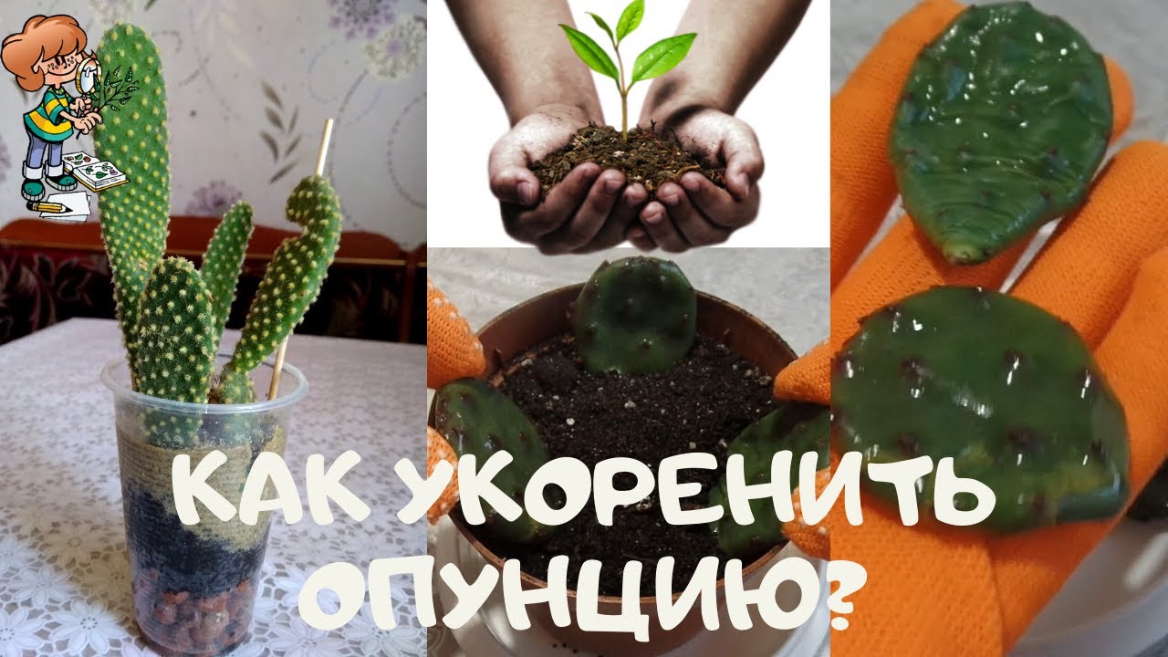 Как правильно укоренить опунцию