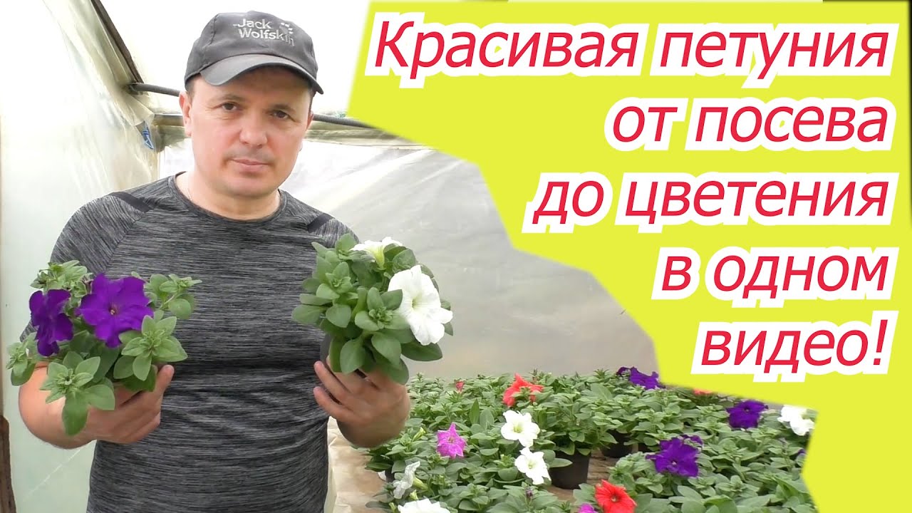 Как выглядит рассада петунии