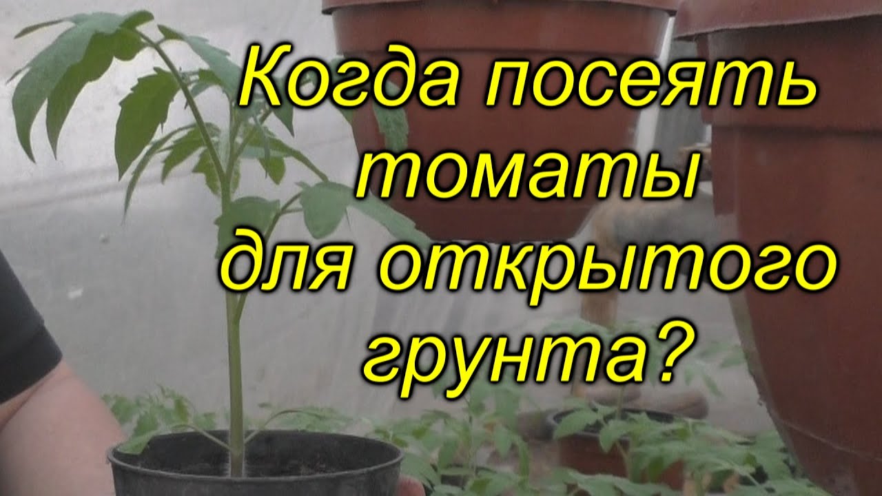 Как выбрать правильное время для посадки помидоров в открытый грунт