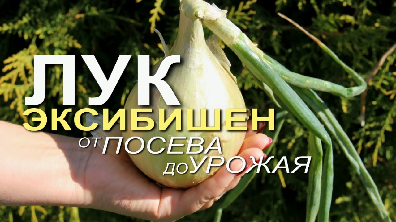 Секреты выращивания лука эксибишен